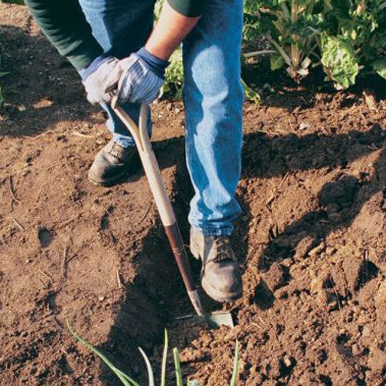 Digging QUESTION Will double digging attract more worms Vegetable Gardener