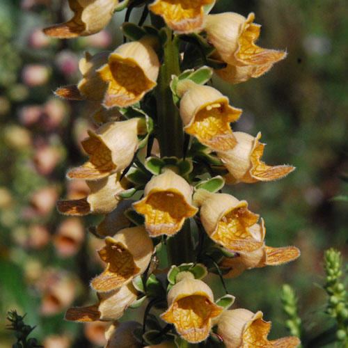 Digitalis laevigata DIGITALIS LAEVIGATA SEEDS Smooth Foxglove Grecian Foxglove