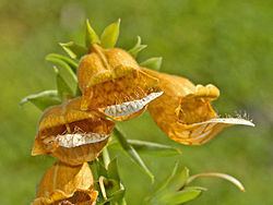 Digitalis laevigata Digitalis laevigata Wikipedia