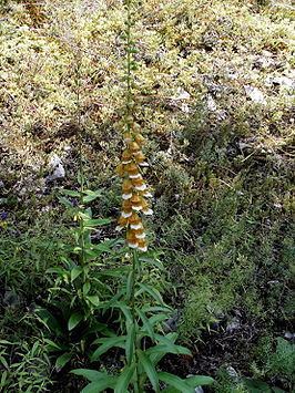 Digitalis laevigata Digitalis laevigata Wikipedia