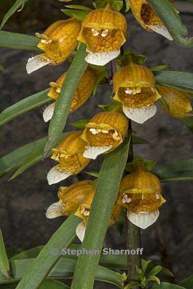 Digitalis laevigata Digitalis laevigata ssp laevigata