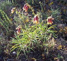 Digitalis obscura httpsuploadwikimediaorgwikipediacommonsthu