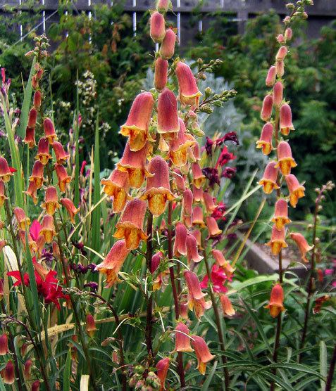 Digitalis obscura Digitalis obscura quotSunset Foxglovequot Buy Online at Annie39s Annuals