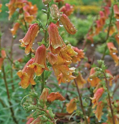 Digitalis obscura Digitalis obscura Fine Gardening