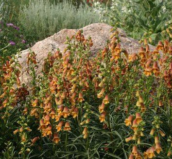 Digitalis obscura Digitalis obscura Sunset Foxglove Willowleafed Foxglove plant lust