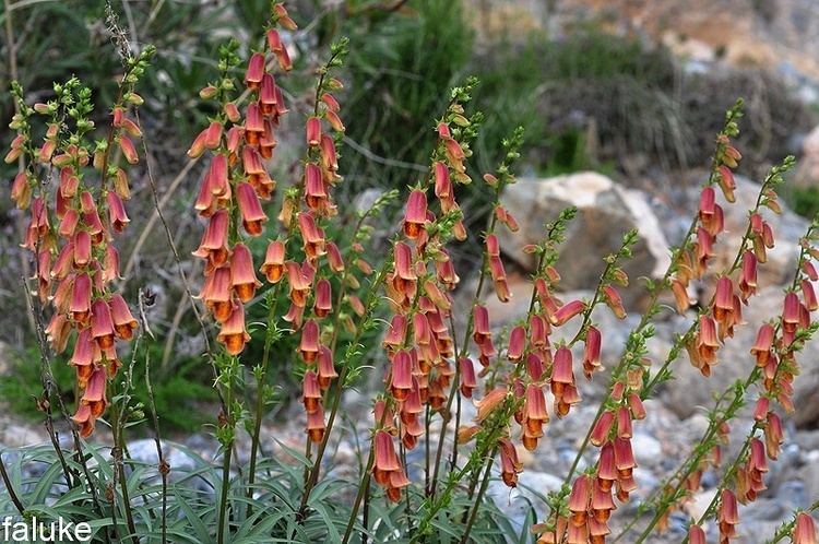 Digitalis obscura digitalis obscura Gallery