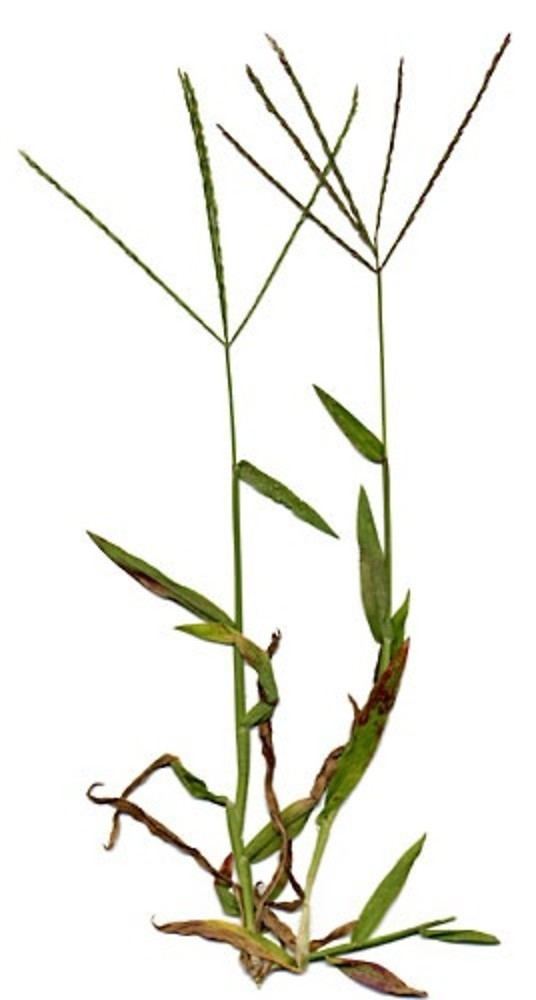 Digitaria Digitaria sanguinalis hairy crabgrass Go Botany