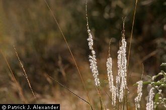 Digitaria californica - Alchetron, The Free Social Encyclopedia