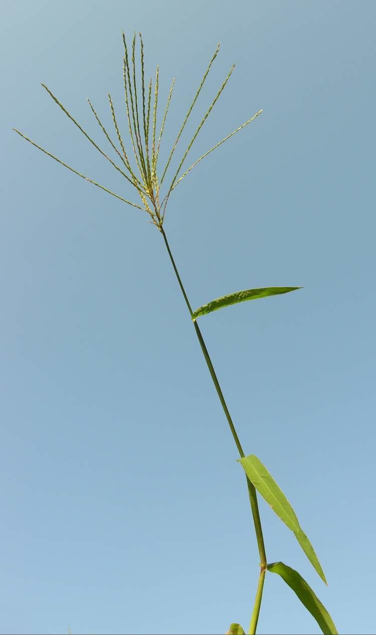 Digitaria ciliaris Digitaria ciliaris Retz Koeler southern crabgrass