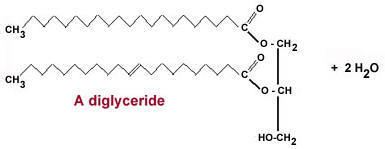 Diglyceride The Open Door Web Site IB Biology Molecules of Life Lipids