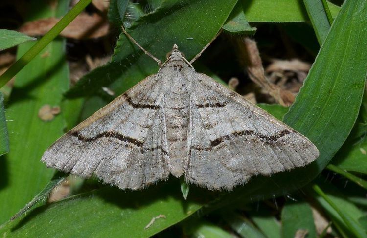 Digrammia continuata