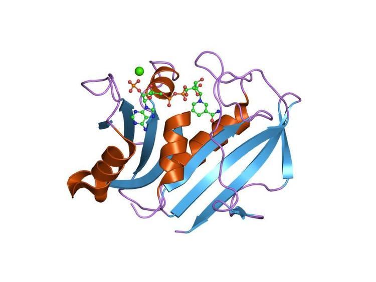 Dihydrofolate reductase