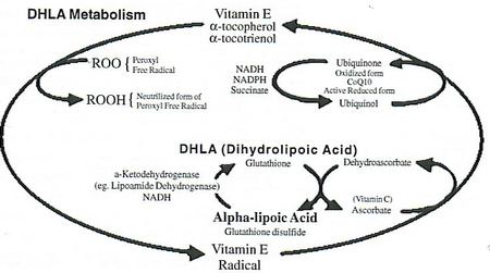 Dihydrolipoic acid wwwmsreversedcompictsDHLAChartjpg