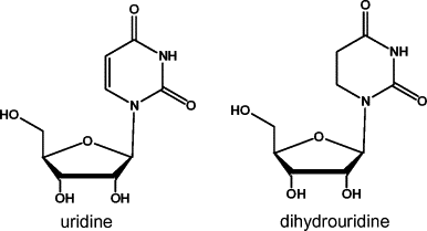 Dihydrouridine Molecular determinants of dihydrouridine synthase activity