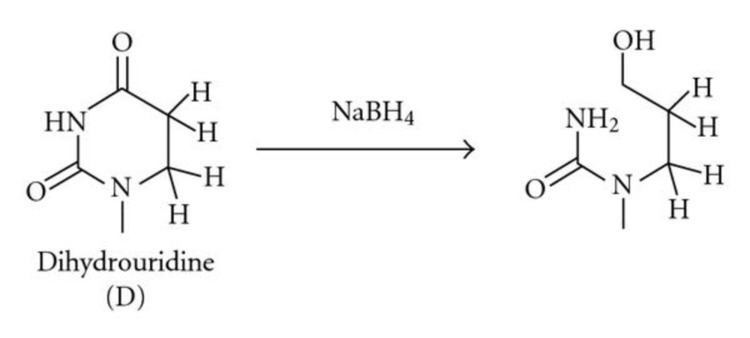 Dihydrouridine Cleavage of the dihydrouridine ring a upon reduction by sodium