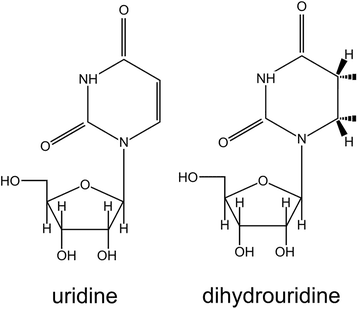 Dihydrouridine Molecular evolution of dihydrouridine synthases BMC Bioinformatics