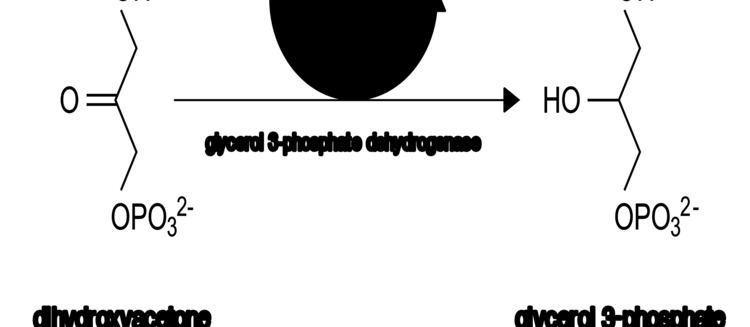 Dihydroxyacetone phosphate FileDihydroxyacetone phosphate to glycerol 3phosphate ensvg