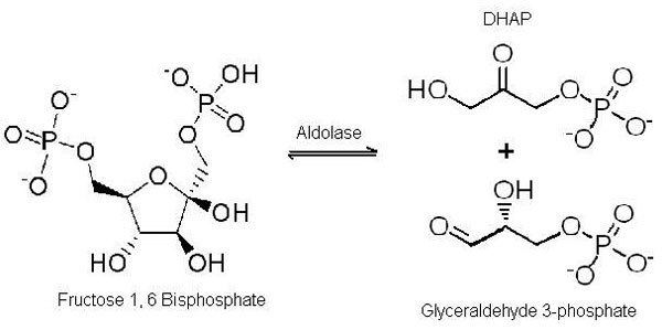 Dihydroxyacetone phosphate Dihydroxyacetone Phosphate Dilithium Salt SigmaAldrich