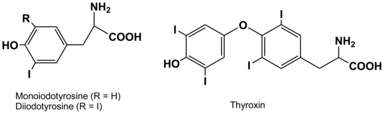 Diiodotyrosine Marine Drugs Free FullText The Halogenated Metabolism of Brown