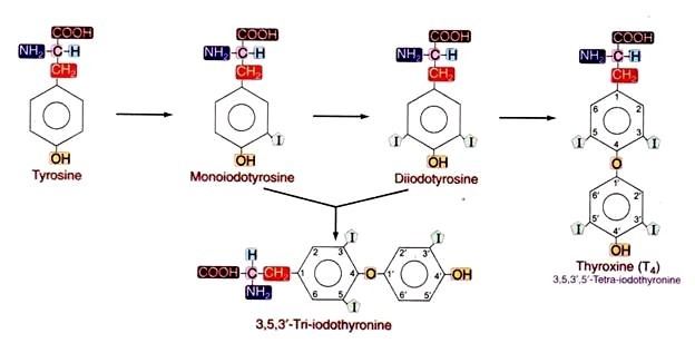 Diiodotyrosine Endocrine Glands and the Hormones Produced by It