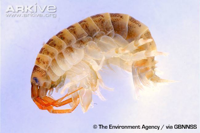 Dikerogammarus villosus Killer shrimp videos photos and facts Dikerogammarus villosus