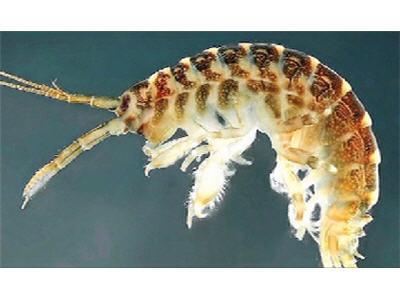 Dikerogammarus villosus Killer Shrimp Found In Norfolk Broads