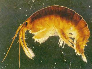 Dikerogammarus villosus Fact Sheet Killer shrimp