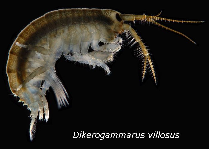 Dikerogammarus villosus New Invaders A Little Fishy