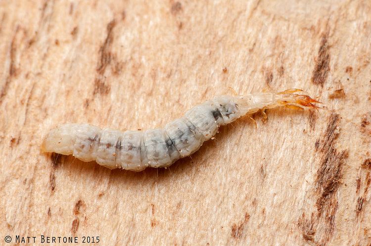 Dilaridae pleasing lacewing larva Dilaridae Nallachius americanus Flickr