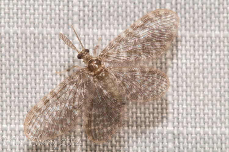 Dilaridae Pleasing lacewing Nallachius americanus Dilaridae Flickr