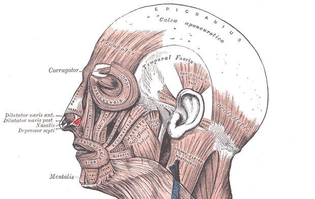 Dilator naris muscle