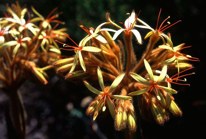 Dilatris Dilatris Viscosa South Africa Star Like Flowering Plant RARE 3