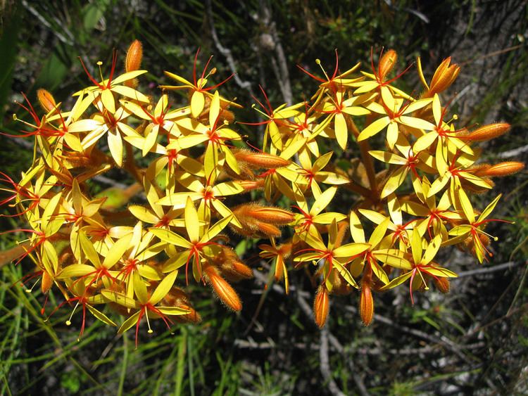 Dilatris Dilatris Viscosa South Africa Star Like Flowering Plant RARE 3