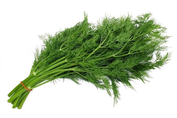 Dill Dill Asia Seeds