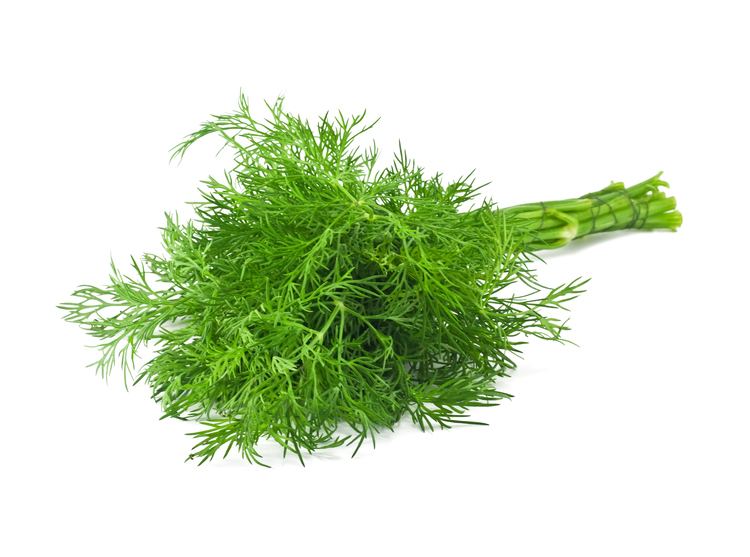Dill Dill The meaning of the dream in which you see 39Dill39