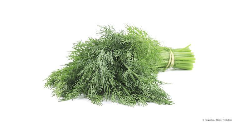 Dill What Is Dill Good For Mercolacom