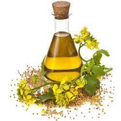 Dill oil Dill Seed Oil Dill Seed Oil Manufacturers Suppliers amp Exporters
