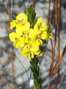 Dillwynia floribunda httpsuploadwikimediaorgwikipediacommonsthu