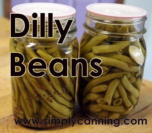 Dilly beans wwwsimplycanningcomimagesdillybeans500jpg