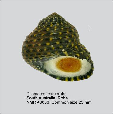 Diloma HomeNATURAL HISTORY MUSEUM ROTTERDAM Mollusca Gastropoda