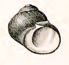 Diloma nigerrimum