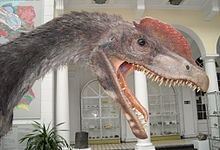 Dilophosaurus Dilophosaurus Wikipedia