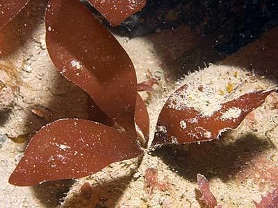 Dilsea carnosa Dilsea carnosa Marine Life Encyclopedia
