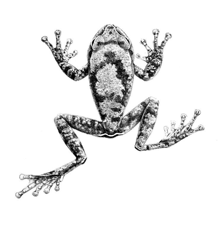 Dime forest tree frog