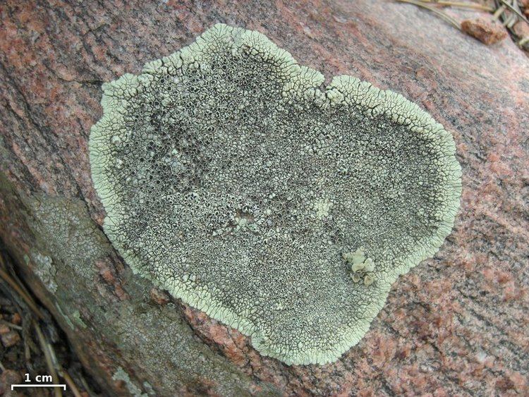 Dimelaena Ways of Enlichenment Lichens of North America