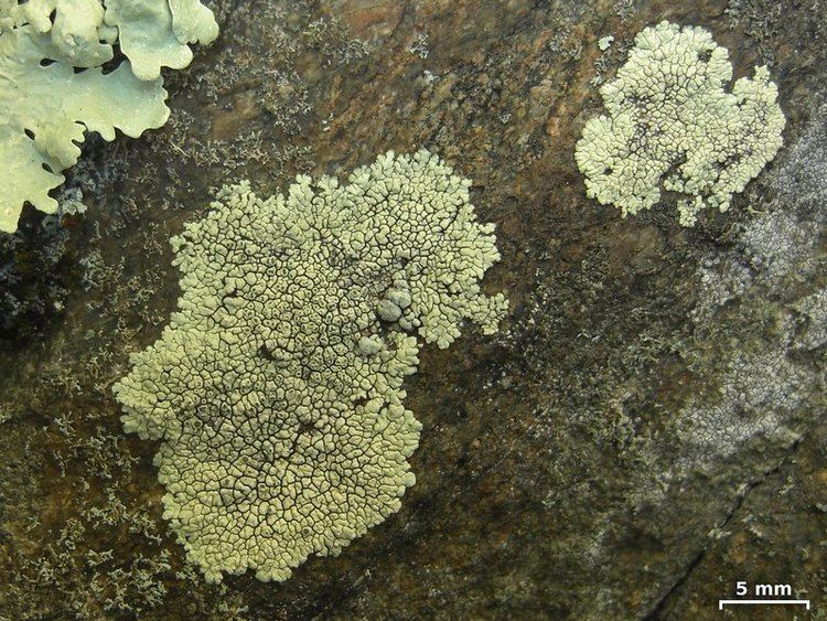 Dimelaena Ways of Enlichenment Lichens of North America