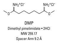 Dimethyl pimelimidate httpstoolsthermofishercomcontentsfsgallery