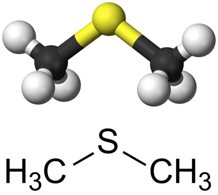 Dimethyl sulfide OffFlavor Series Dimethyl Sulfide DMS exBEERiment Results