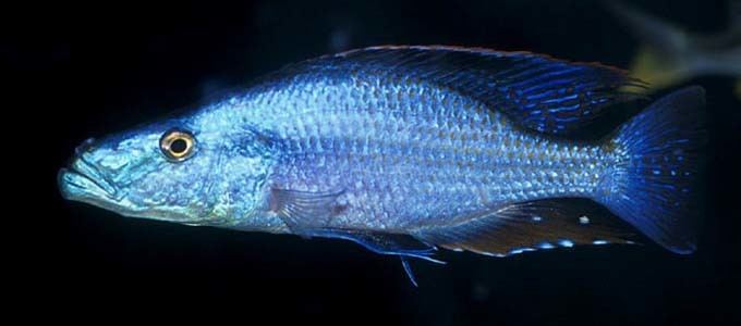 Dimidiochromis Dimidiochromis compressiceps Malawi EyeBiter Seriously Fish