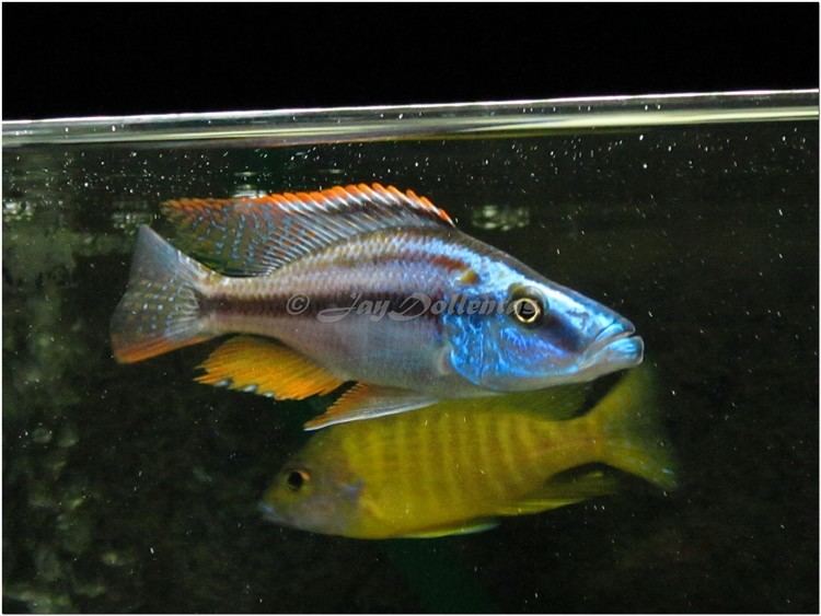 Dimidiochromis cichlidscom Dimidiochromis Compressiceps